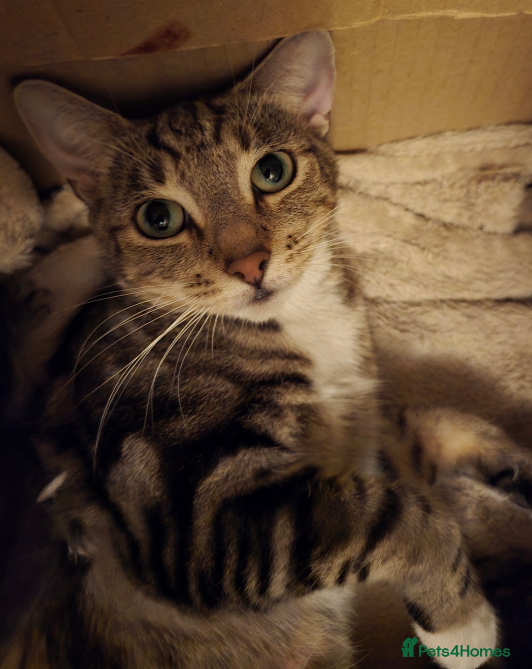 Bengal cats for sale: Beautiful BengalxBlack BengalxHimalayan Kittens - Advert 12