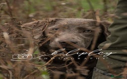 Labradoodle dogs for sale: Winter’s Rare Silver & Merle Labradoodle Puppies - Image 7
