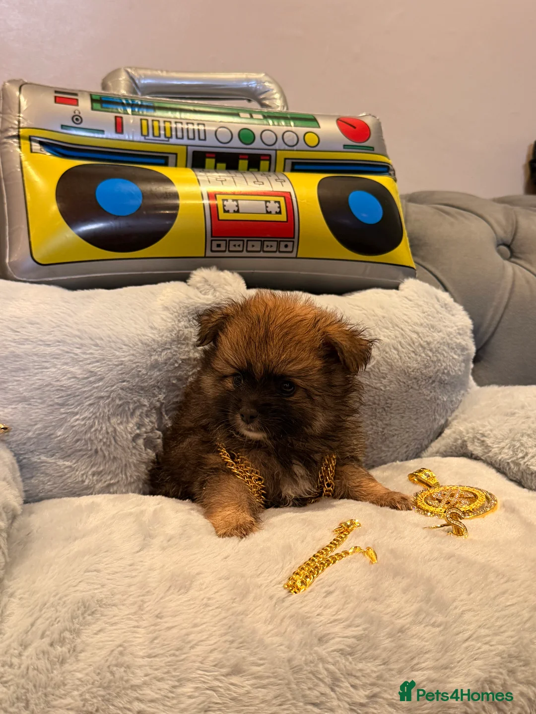 Pomeranian dogs for sale: Beautiful Pomeranian Puppies  - Advert 2