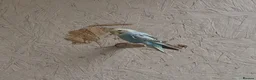 Budgerigars birds for sale: Aviary Budgerigars - Advert 5