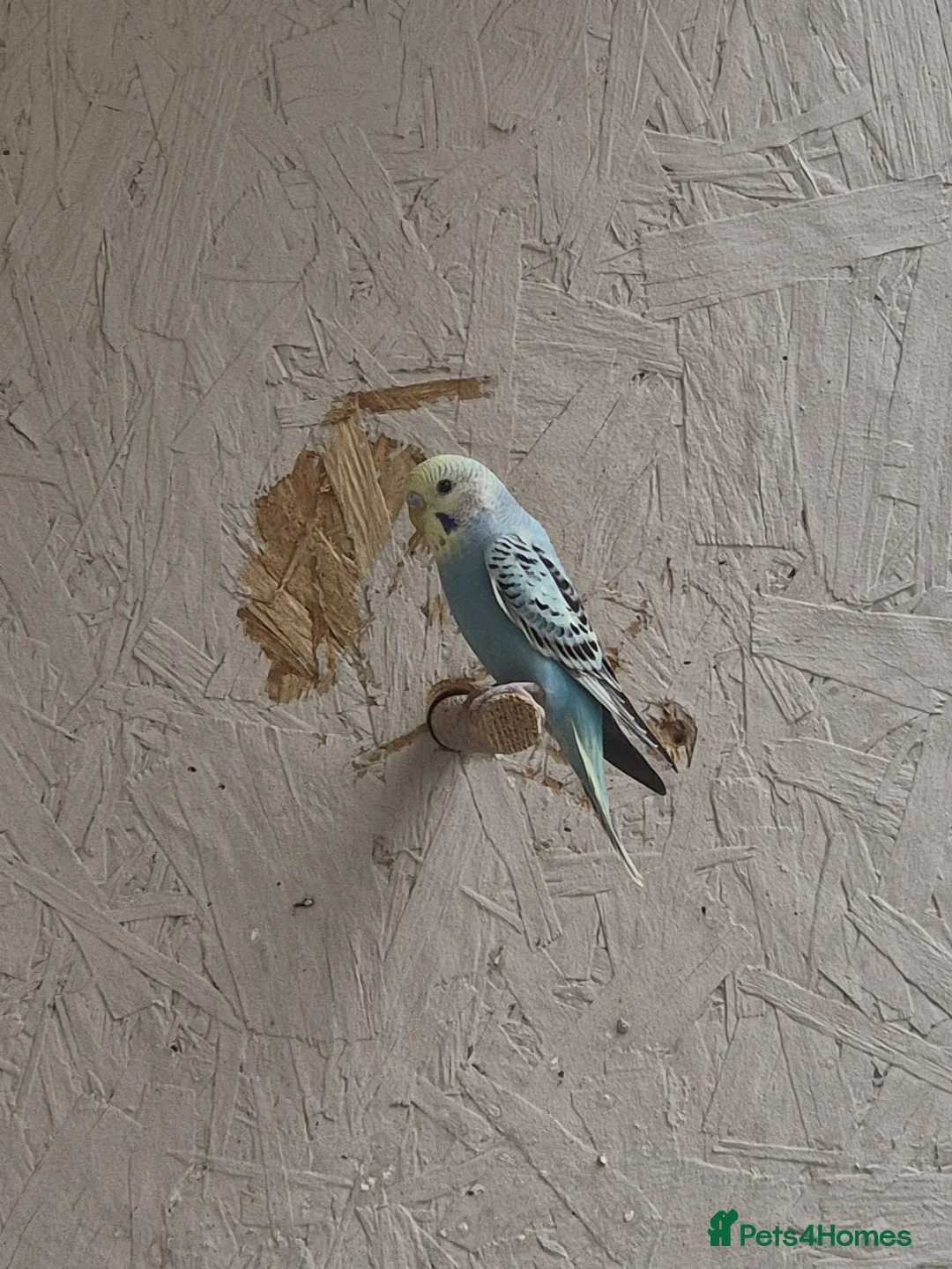 Budgerigars birds for sale: Aviary Budgerigars - Advert 5