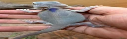 Bearded Dragon reptiles for sale: Hypo trans zeros  - Advert 2