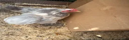 Chickens poultry for sale: 3 beautiful pekin cockerels - Advert 3