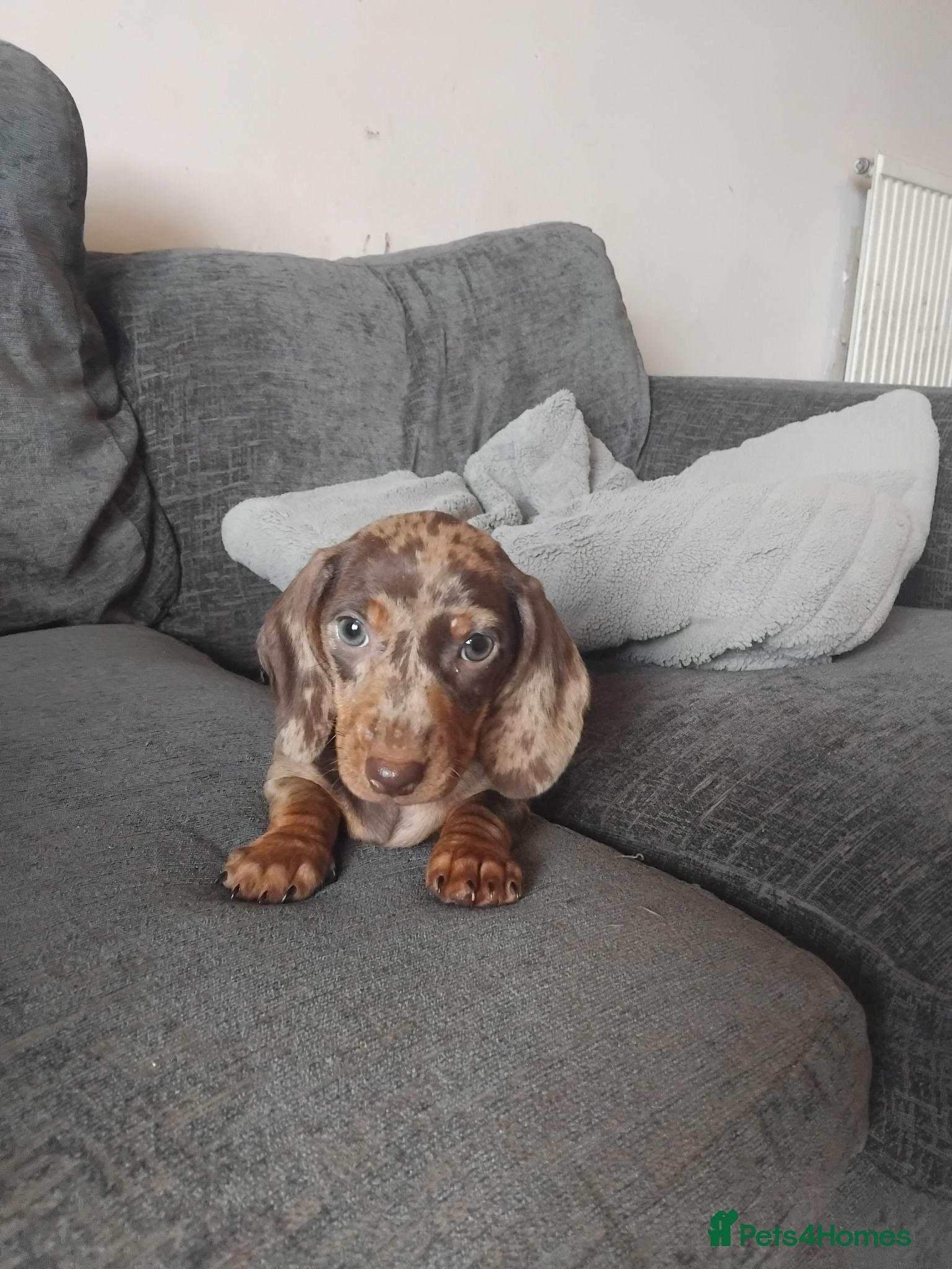 Miniature Dachshund dogs Miniature dashchund puppies  - Advert 1