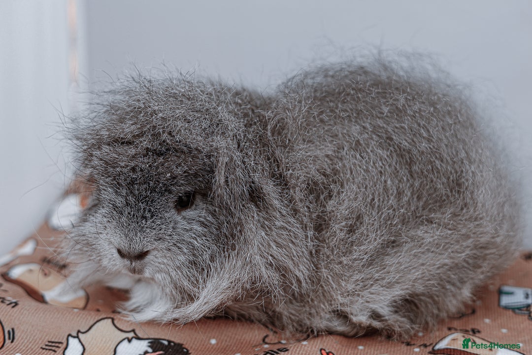 Guinea Pig rodents for sale: Male Swiss Guinea Pigs For Sale - Image 2