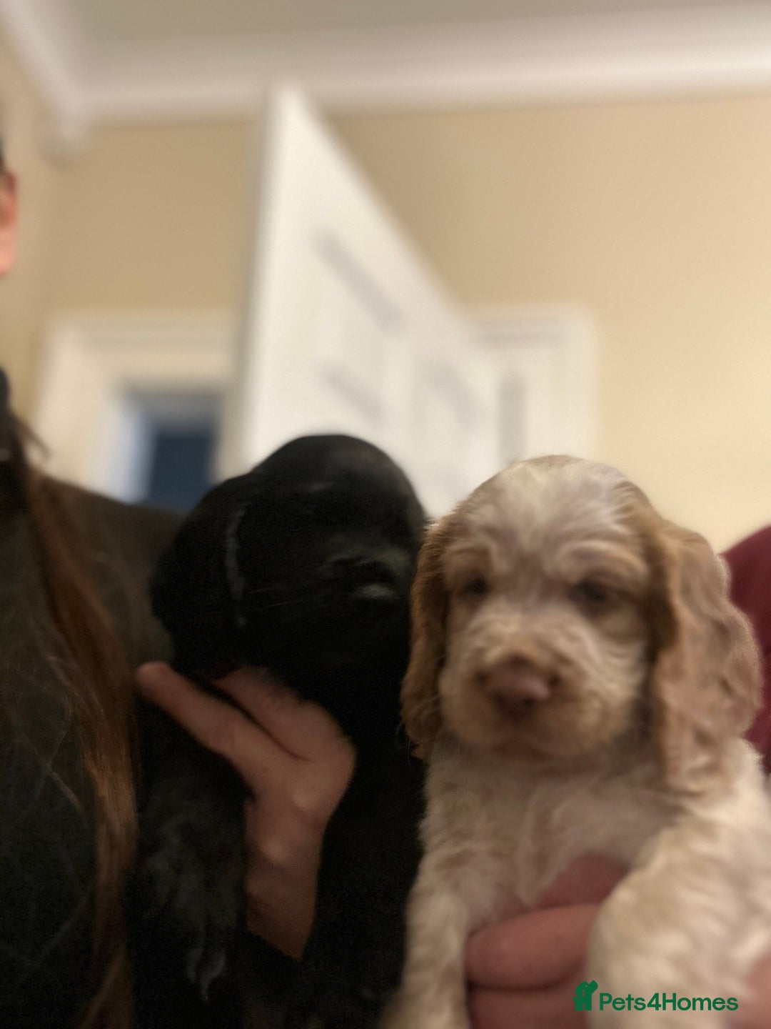 Cocker Spaniel dogs for sale: Two very beautiful boys ❤️❤️ - Advert 5