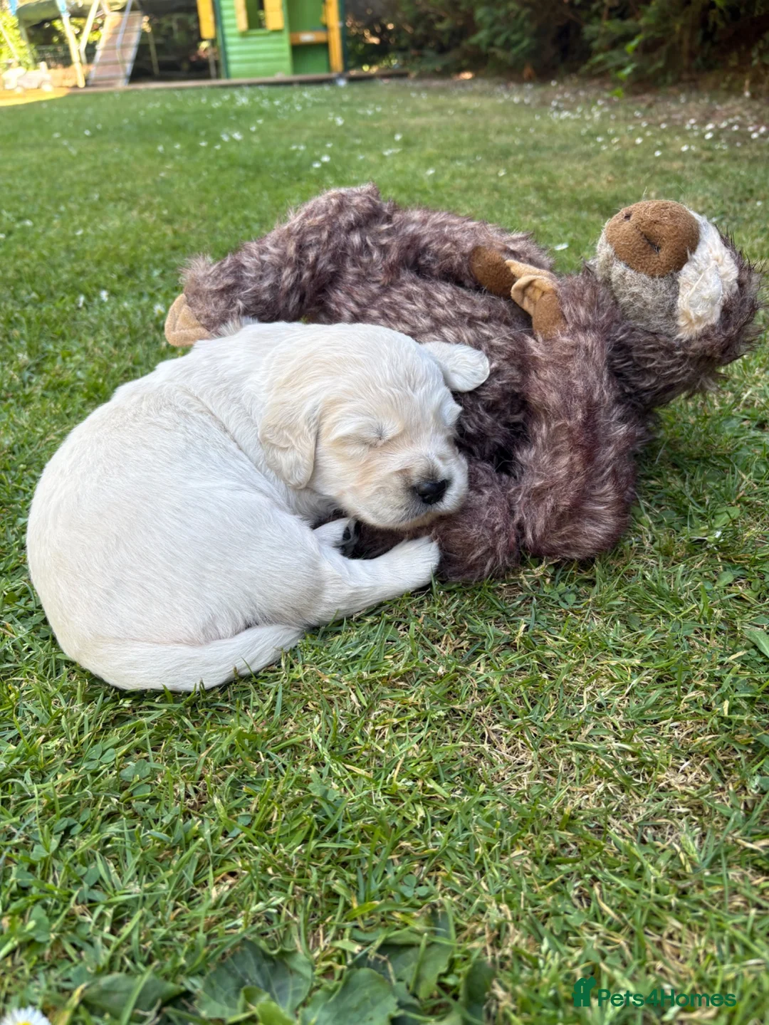 Golden Retriever dogs for sale: Cream kennel club registered bitch puppy  - Advert 2