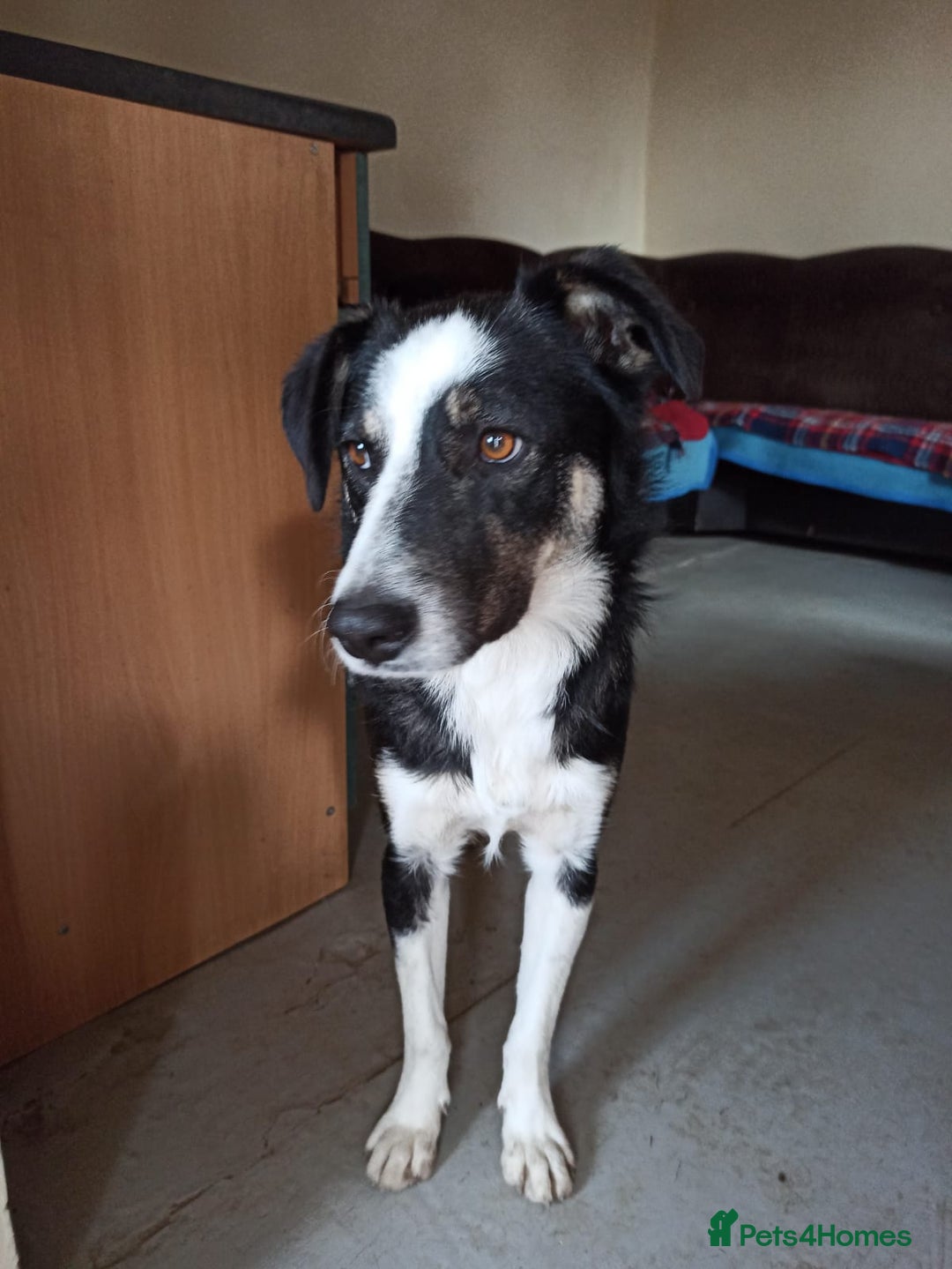 Mixed Breed dogs for adoption: 💙🐶 BENNY 🐶💙 - Image 9