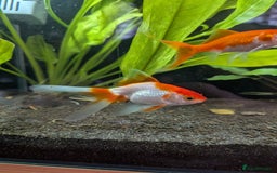 Fancy Goldfish fish for sale: Ryukin gold fish and mixed gold fish - Image 8