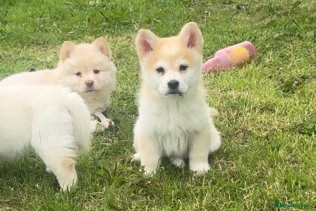 Chow Chow dogs for sale: Exotic colour chowsky puppies for sale  - Image 22