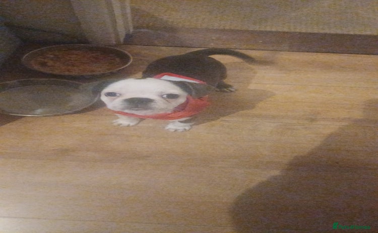 Frug dogs - Advert 1