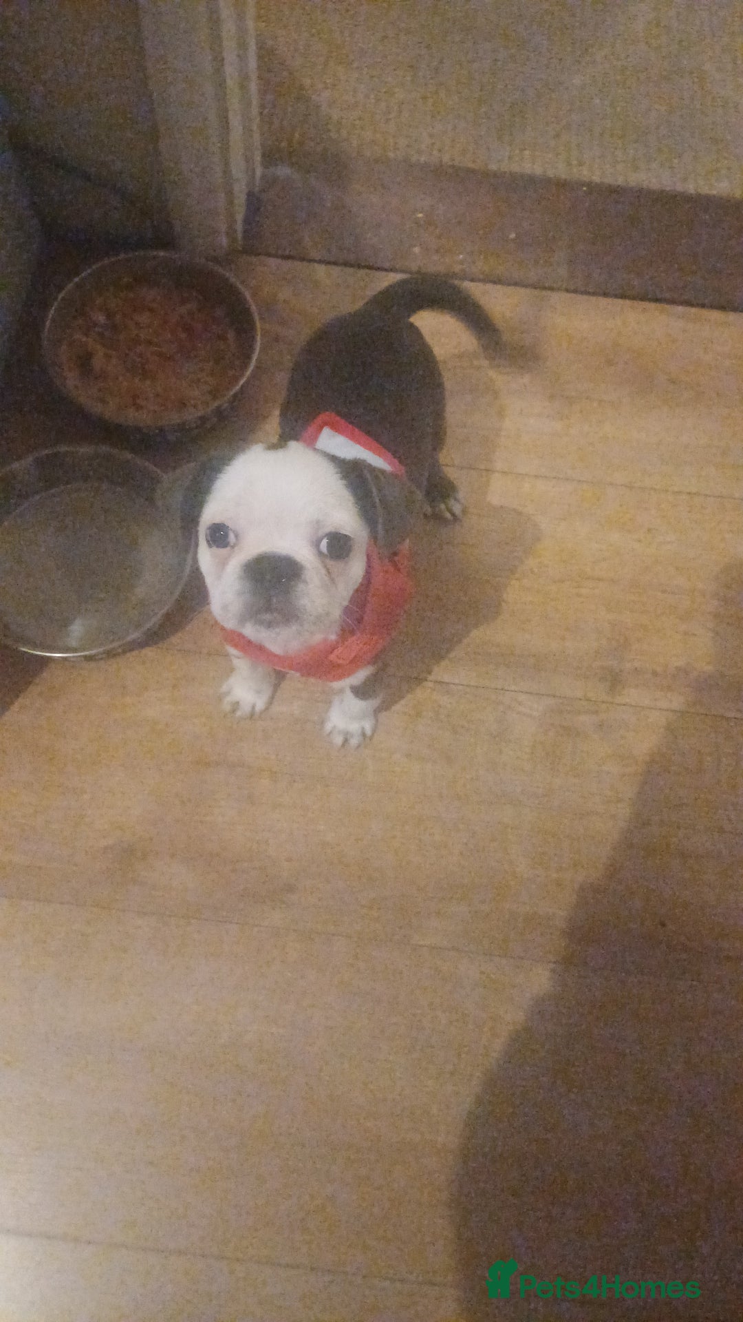 Frug dogs for sale: 12 week old boy frug - Image 1