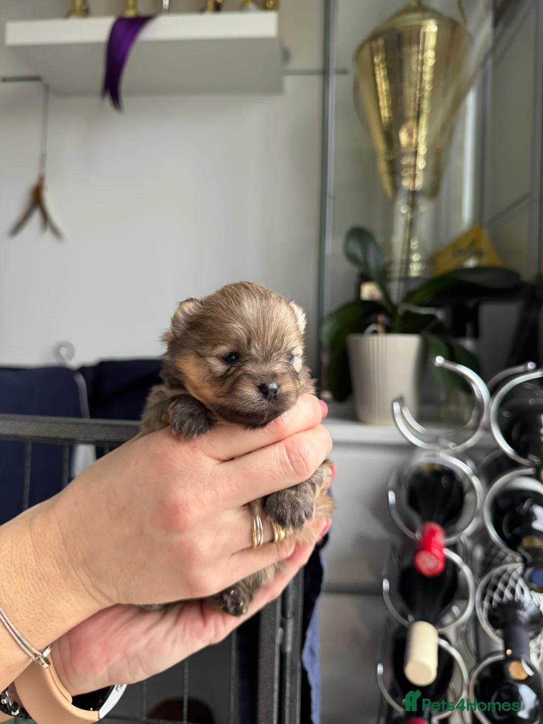 Pomeranian dogs for sale: ♥️ Adorable Pomeranian Puppies ♥️ - Advert 5