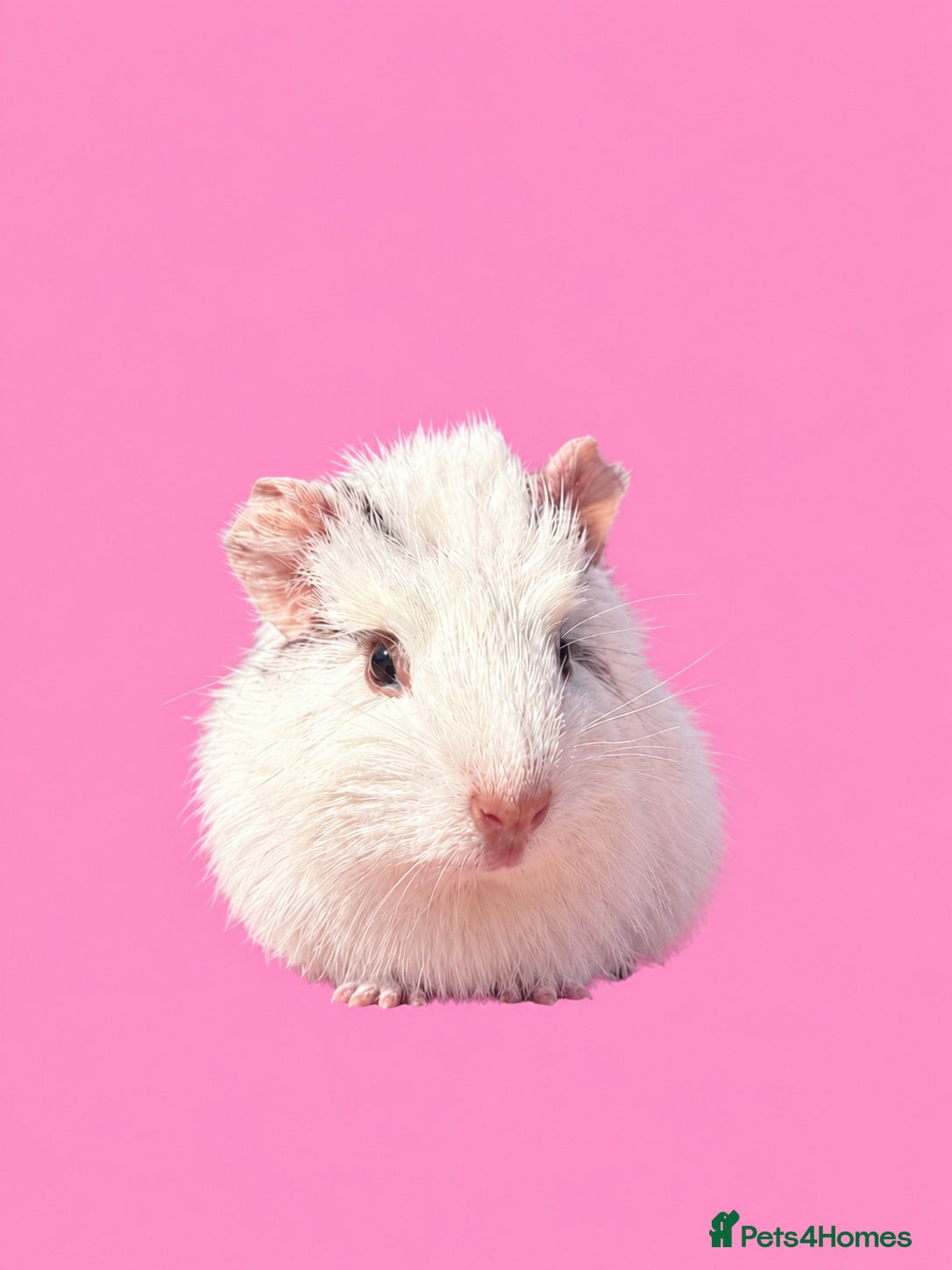 Guinea Pig rodents Beautiful Guinea Pigs available  - Advert 1