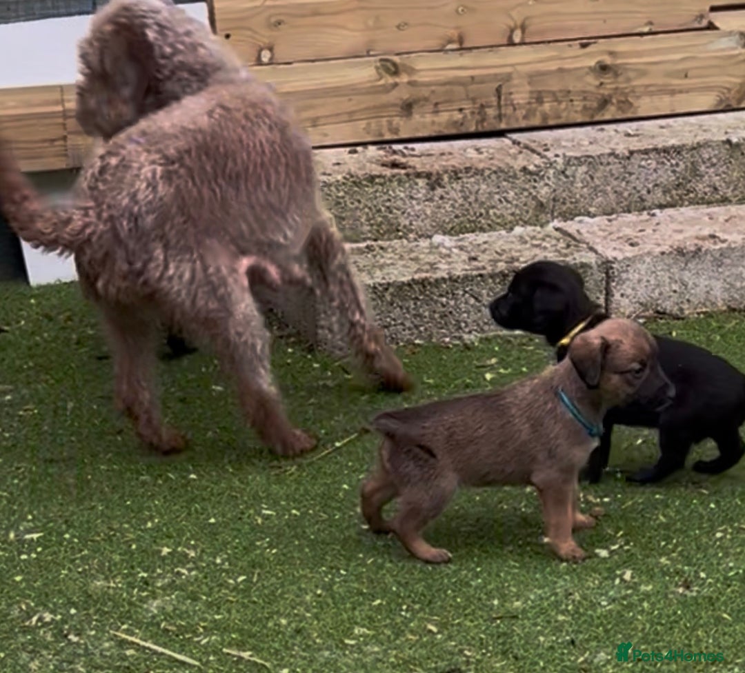 Mixed Breed dogs for sale: F1 Beddy whippets  - Advert 8