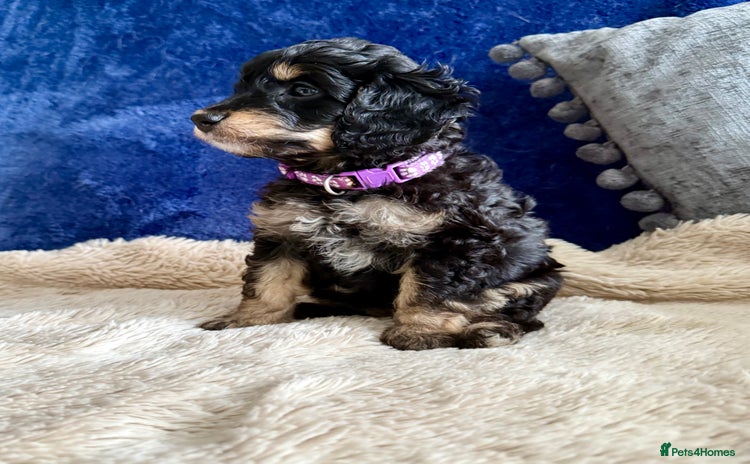 Cavapoo dogs - Advert 4
