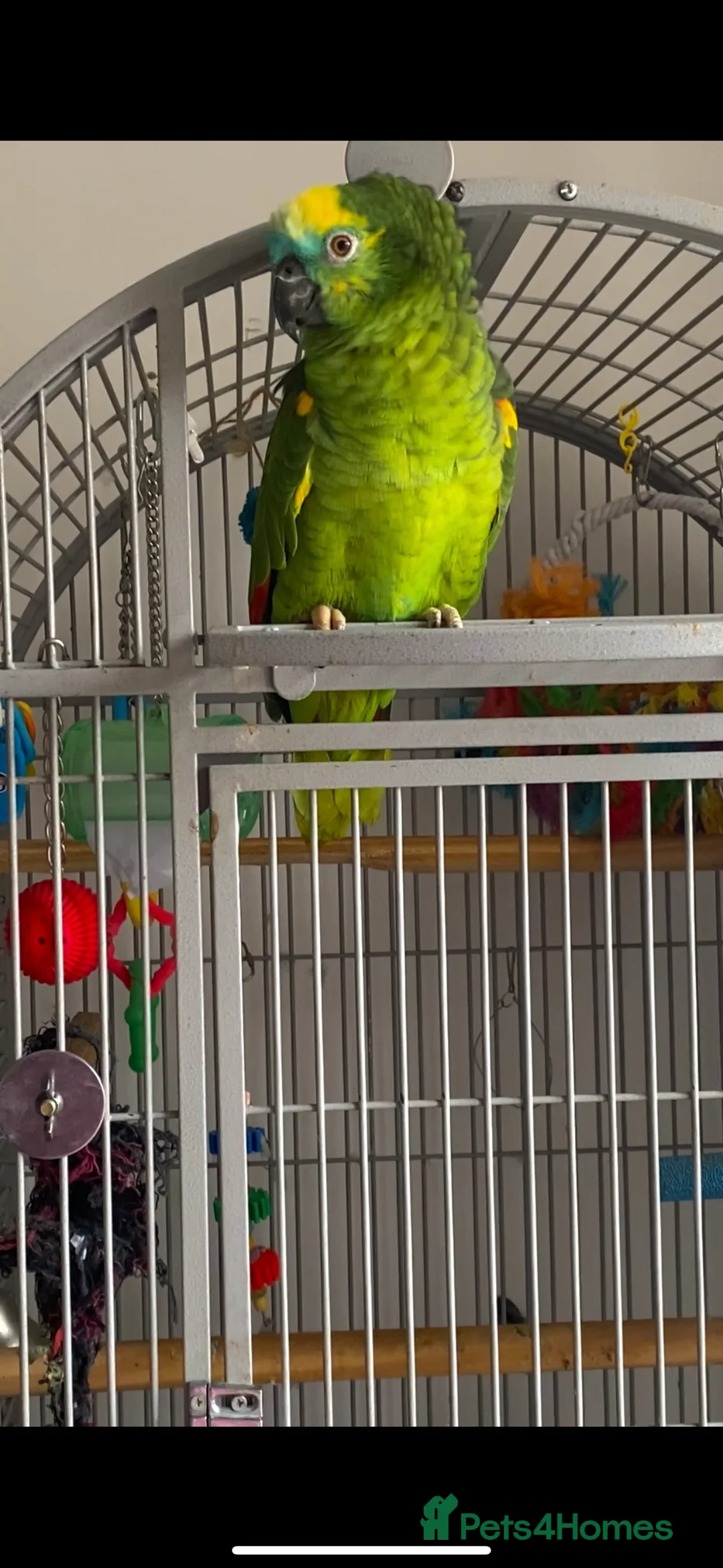 Parrots birds for sale: Blue Fronted Amazon  - Advert 5