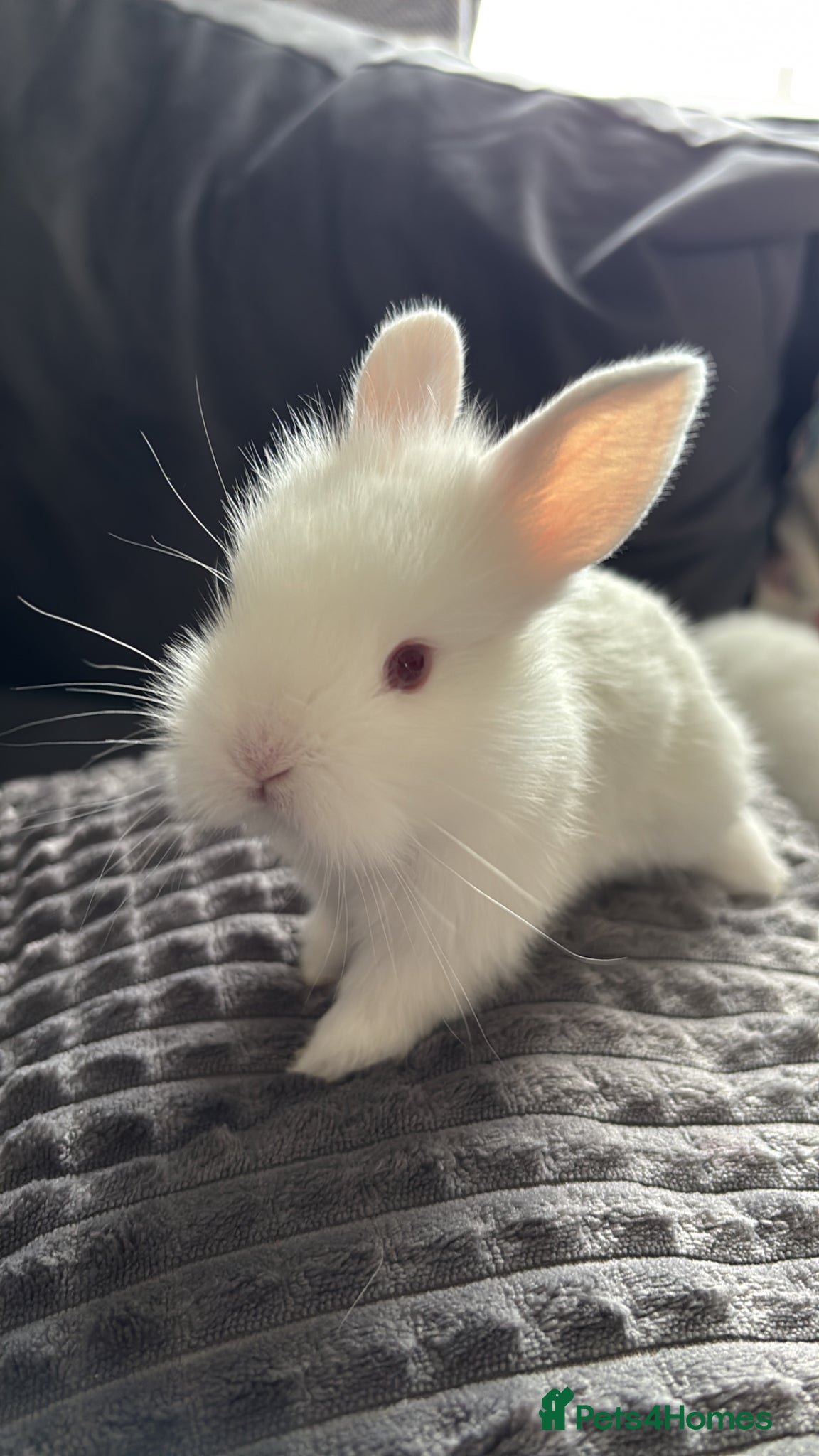 Lionhead rabbits Double mane lionhead  - Advert 7