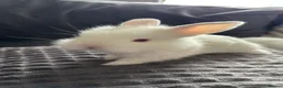 Lionhead rabbits for sale: Double mane lionhead  - Advert 1