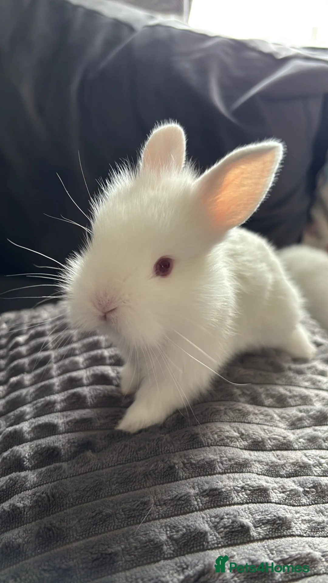 Lionhead rabbits for sale: Double mane lionhead  - Advert 1