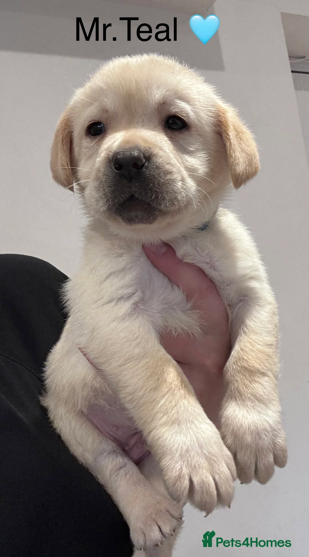 Labrador Retriever dogs for sale: Quality KC Registered Labrador Retriever Puppies - Advert 3