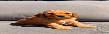 Cockapoo 1