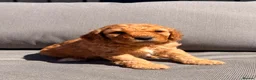Cockapoo dogs for sale: Mr Rodney Murphy  - Advert 3