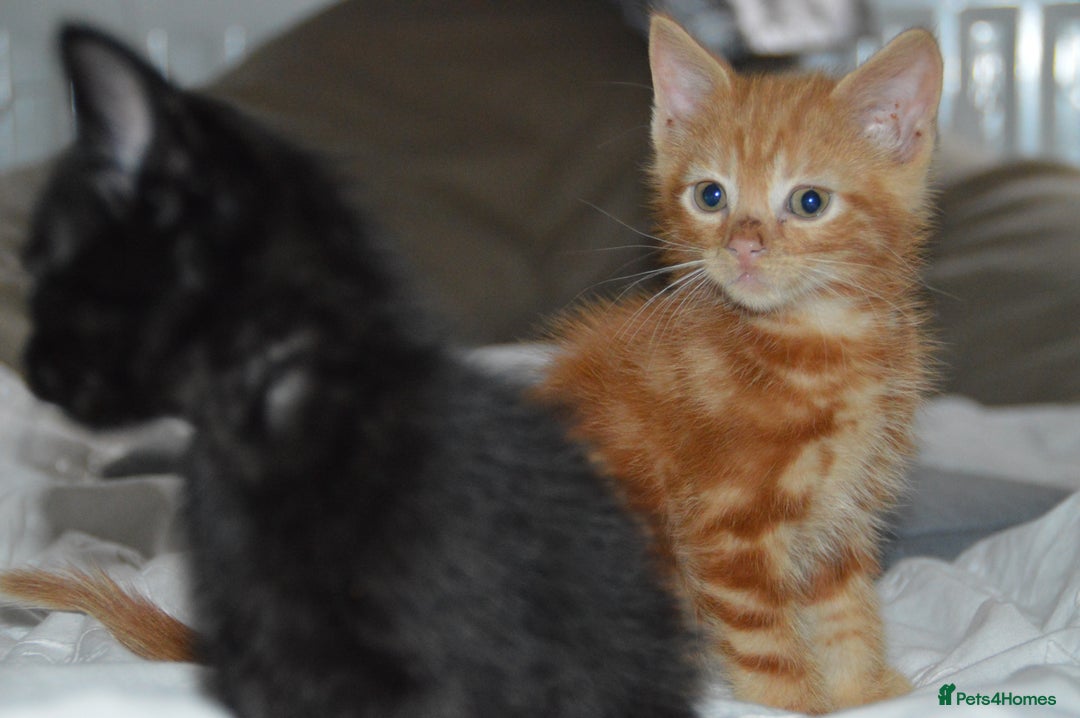 Domestic Shorthair cats for sale: Kittens - Image 4