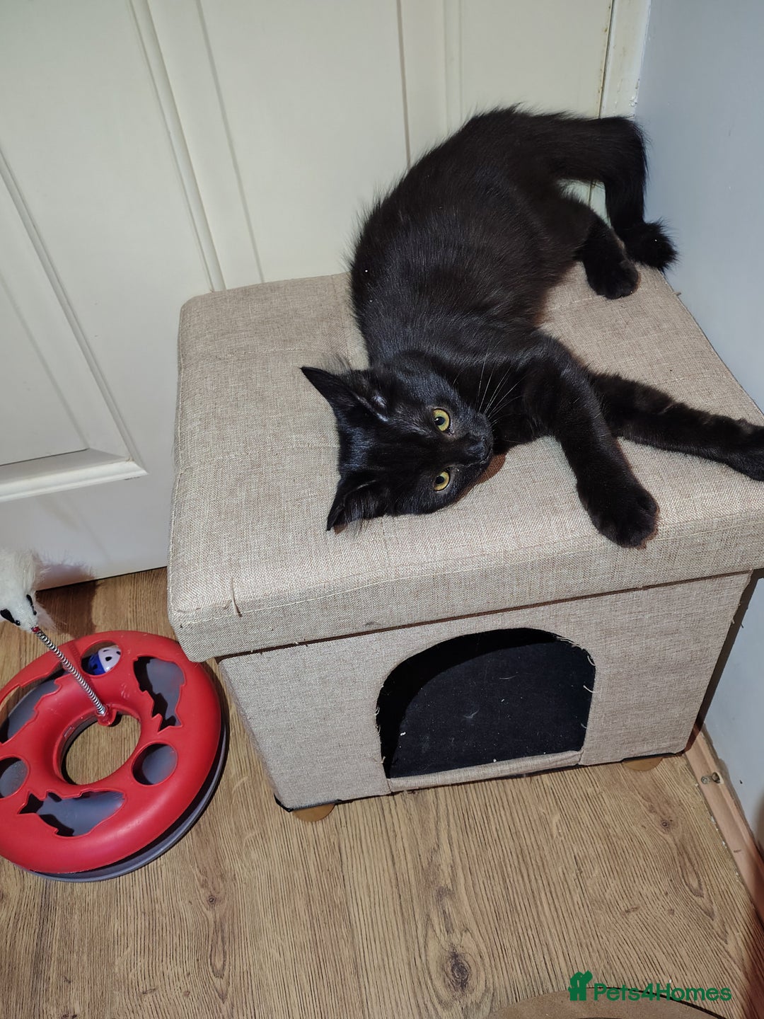 Mixed Breed cats for sale: Black mixed breed kittens - Image 8