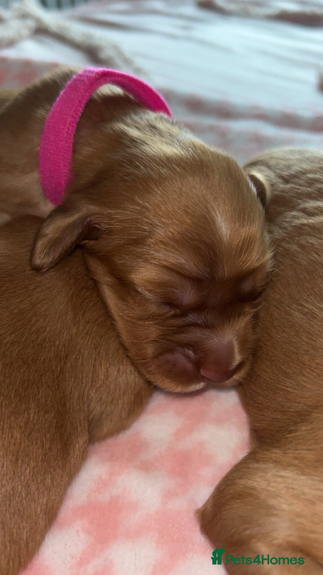 Cocker Spaniel dogs for sale: Gorgeous cocker spaniel pups(ONLY 1 REMAINING)  - Advert 4