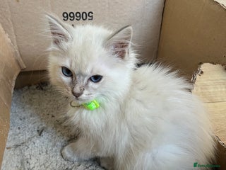 Ragdoll cats Gccf ragdoll kittens - Advert 5