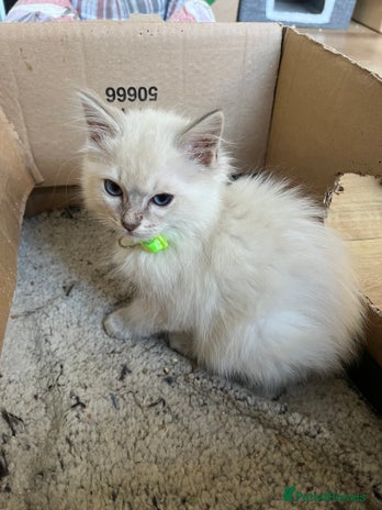 Ragdoll cats Gccf ragdoll kittens - Advert 5