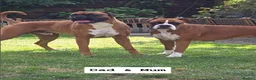 Boxer dogs for sale: Outstanding Litter of KC Reg Flashy Boxer Puppies - Advert 3
