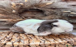 Mini Lop rabbits for sale: Stunning mini lop buck - Image 2