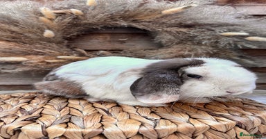Mini Lop rabbits - Advert 1