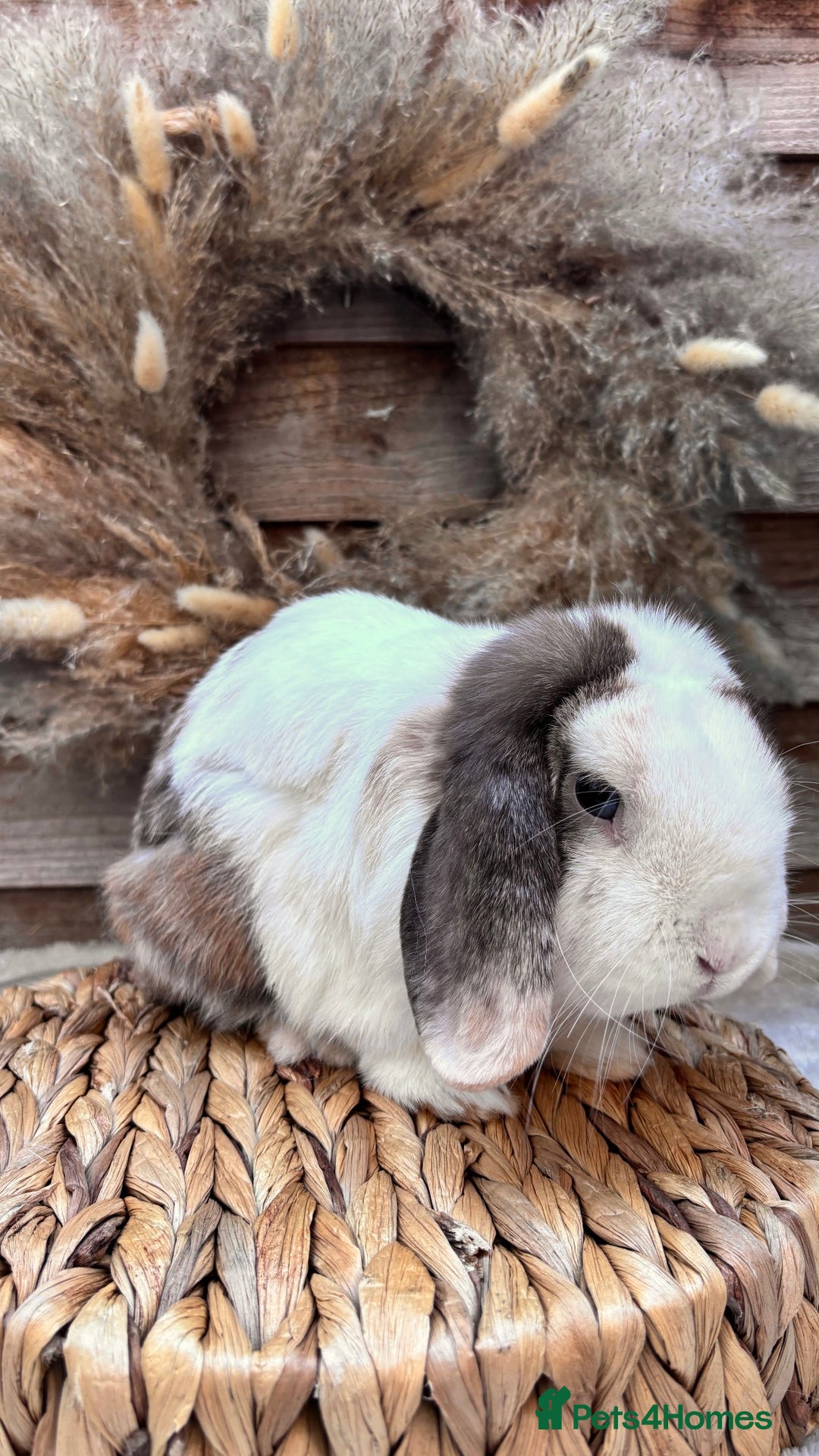 Mini Lop rabbits for sale: Stunning mini lop buck - Image 2