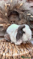 Mini Lop rabbits - Advert 4