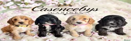 Cockapoo dogs for sale: WAITING LIST OPEN   - Advert 6
