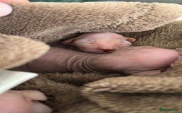 Sphynx cats for sale: Three sphynx kittens  - Image 1