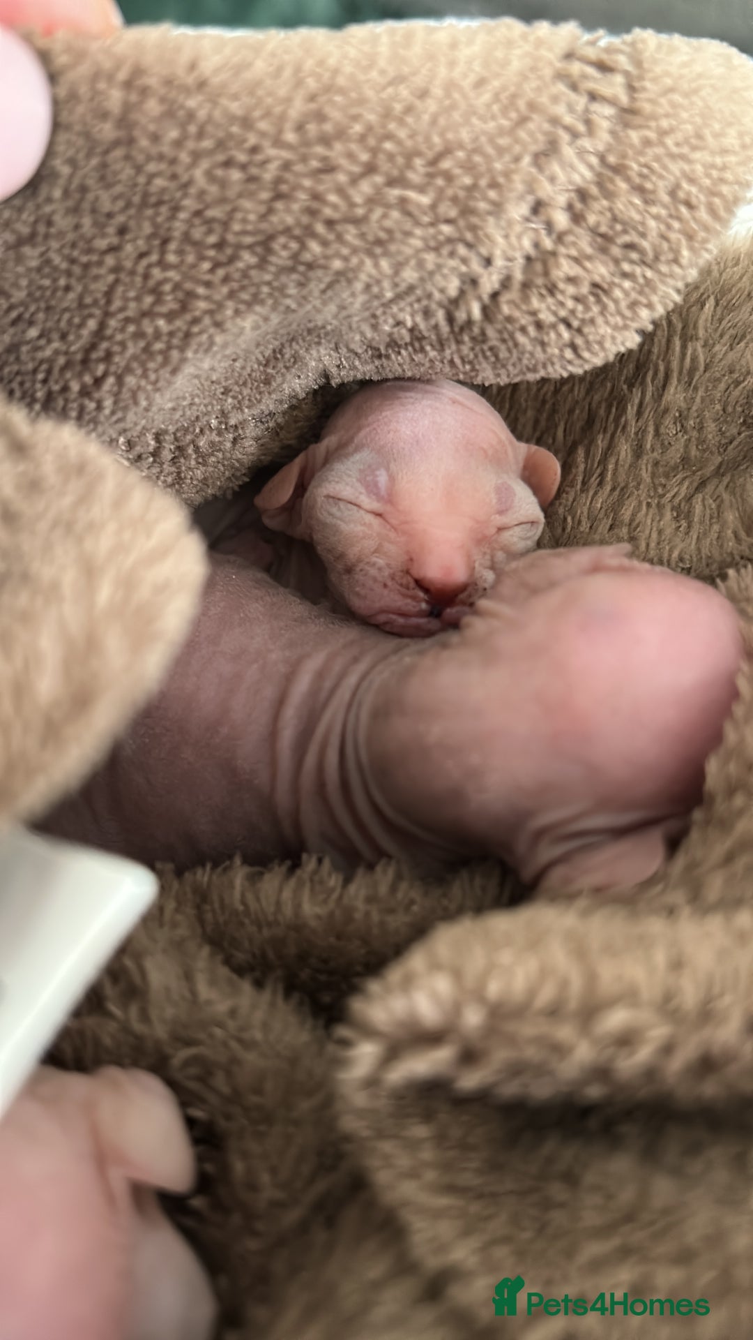 Sphynx cats for sale: Three sphynx kittens  - Image 1