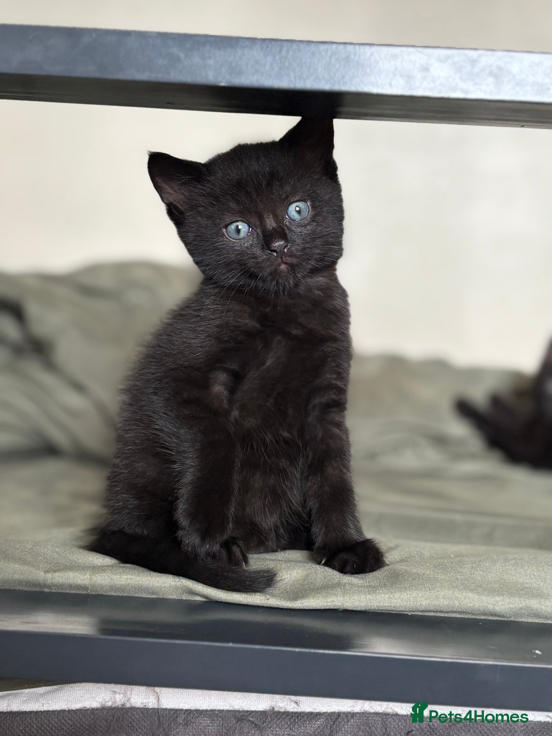 British Shorthair cats for sale: 🐾 Adorable Baby Kittens for Sale! 🐾 - Image 7