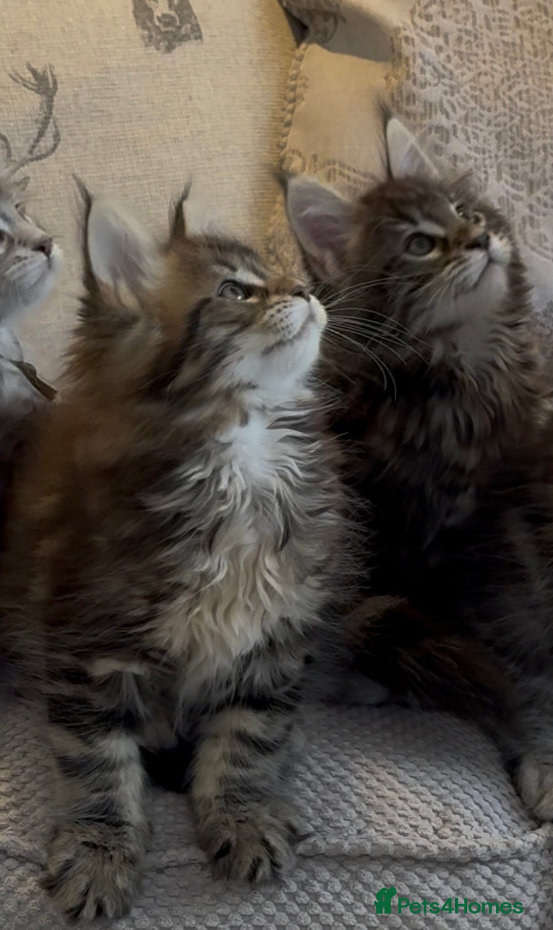 Maine Coon cats for sale: Outstanding pedigree kittens - Image 17