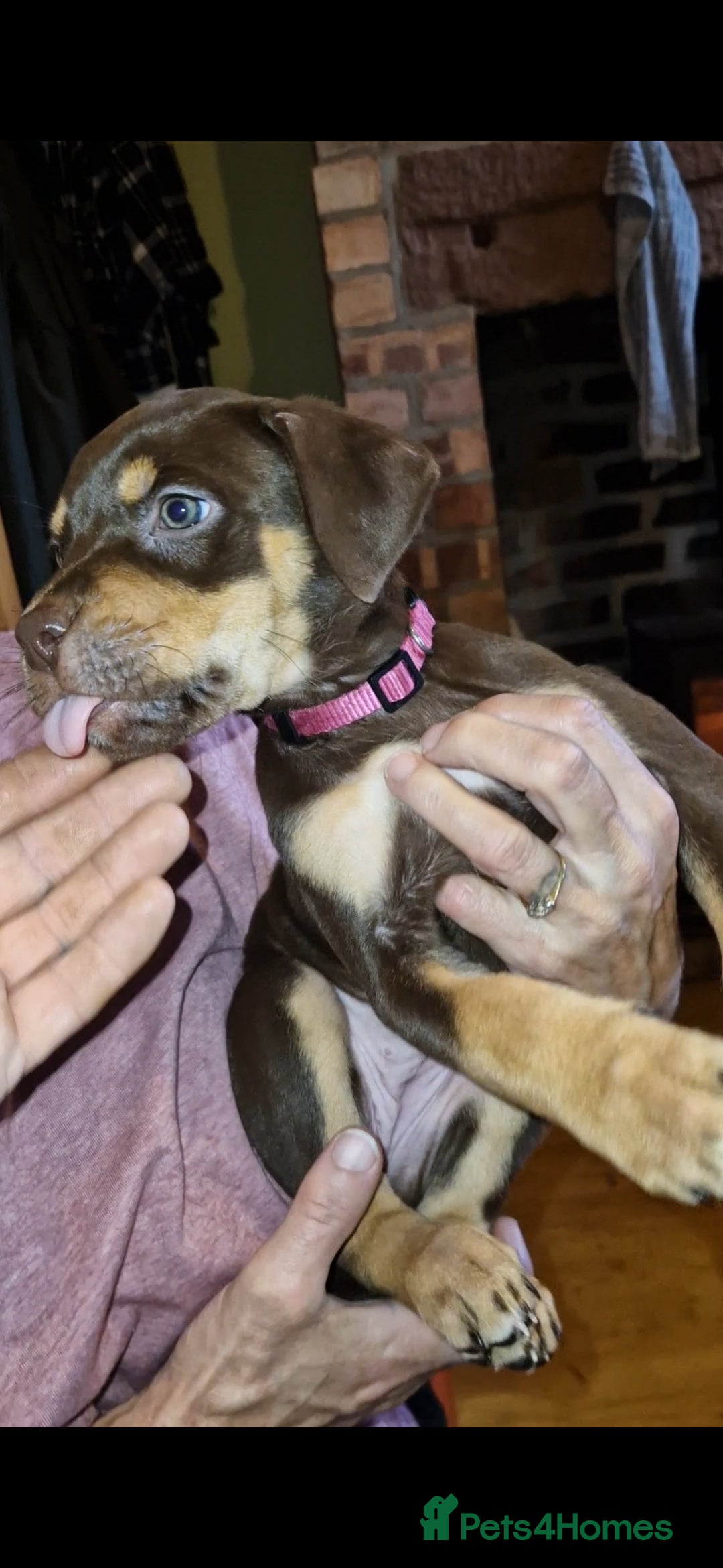 Mixed Breed dogs for sale: Doberman/labrador x american bulldog/english staff - Advert 5