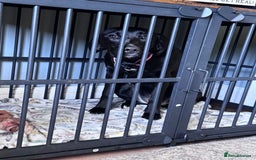 Mixed Breed dogs for sale: Female dog  - Image 4