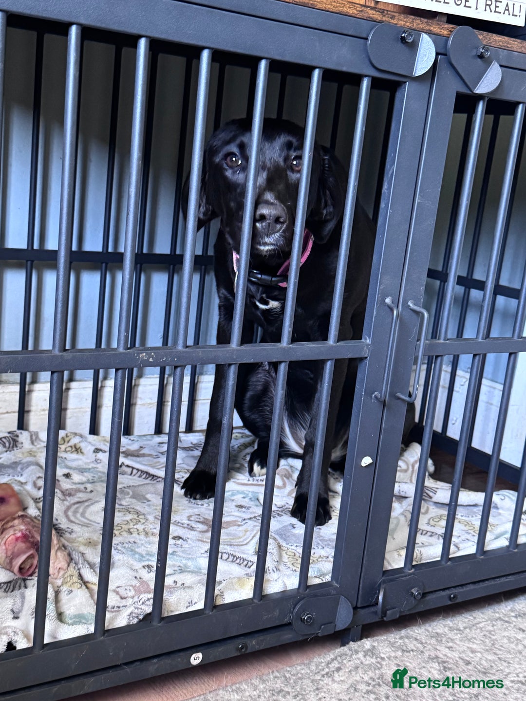 Mixed Breed dogs for sale: Female dog  - Image 4