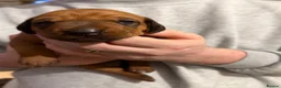 Rhodesian Ridgeback dogs for sale: Rhodesian Ridgeback Puppies For Sale - Advert 2