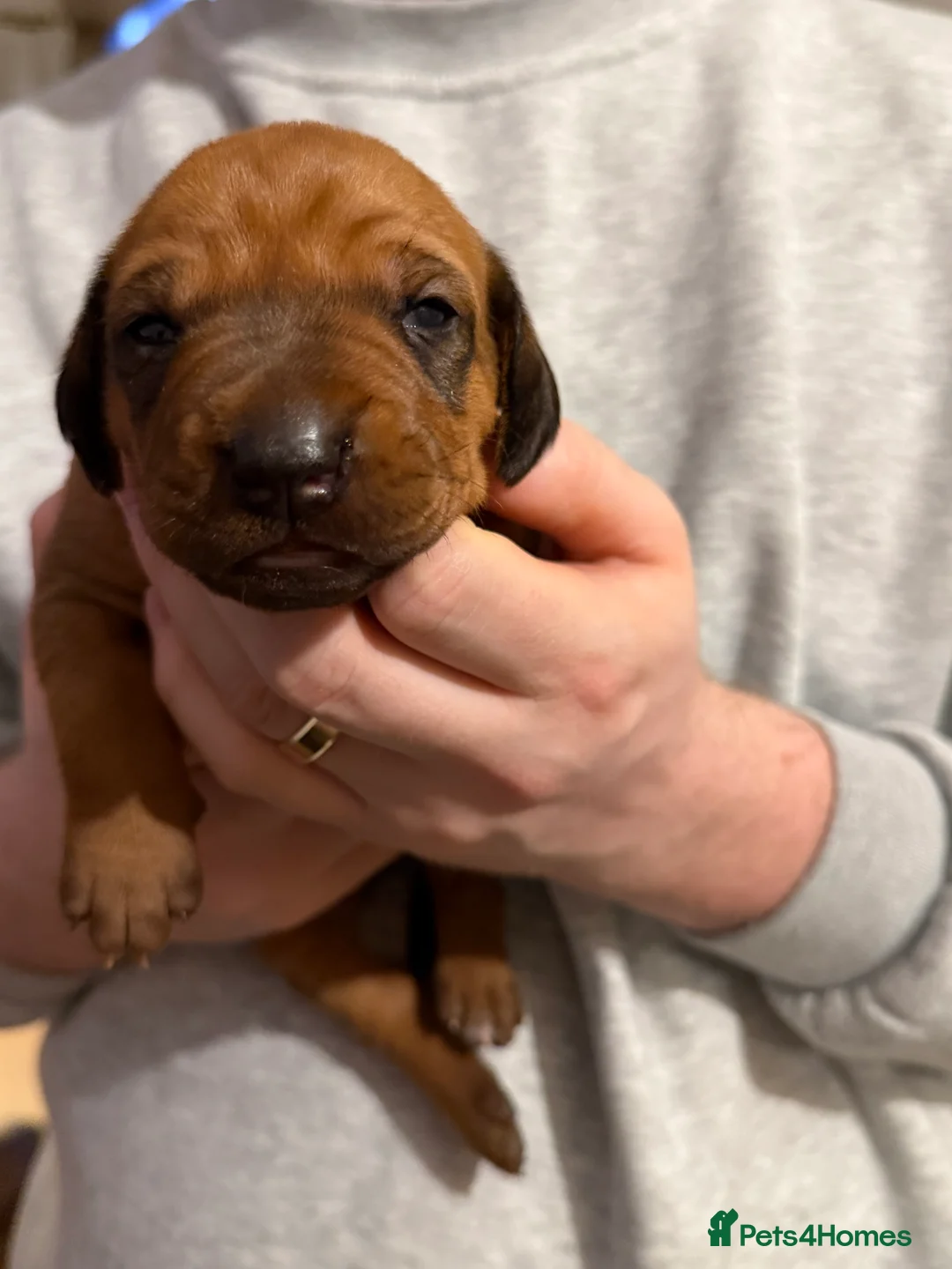 Rhodesian Ridgeback dogs for sale: Rhodesian Ridgeback Puppies For Sale - Advert 2