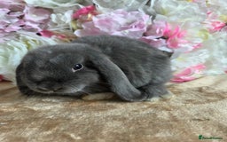 Mini Lop rabbits for sale: Pure bred mini lop boy  - Image 2