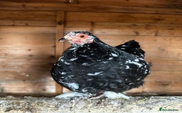 Chickens poultry for sale: Hybrid pekin bantams hatched from June 2025  - Image 8