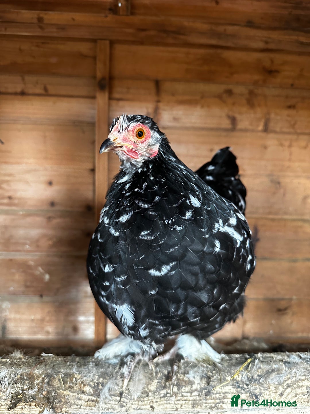 Chickens poultry for sale: Hybrid pekin bantams hatched from June 2025  - Image 8